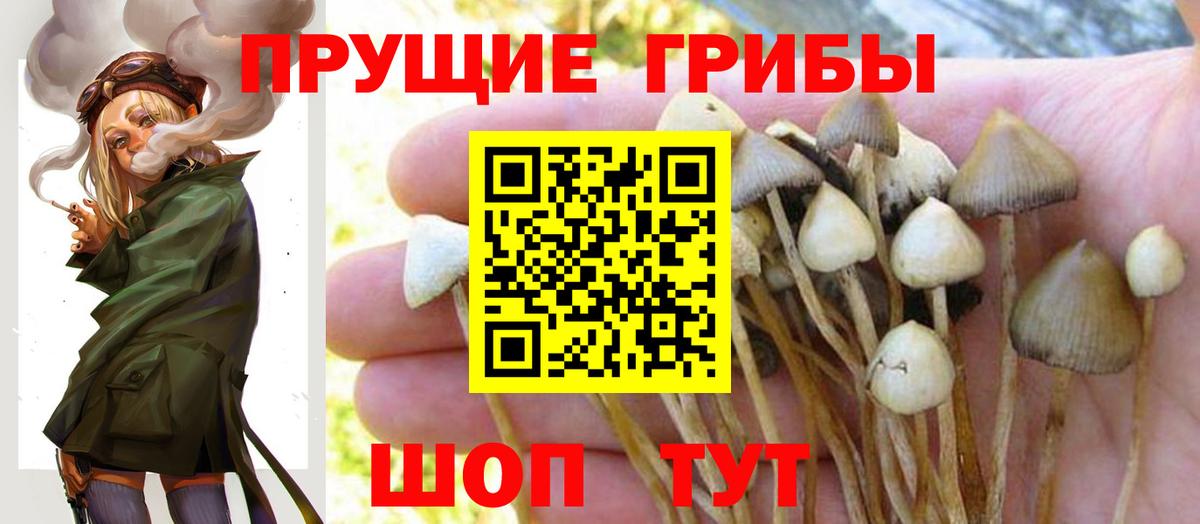 Галлюциногенные грибы Psilocybine cubensis Красноперекопск